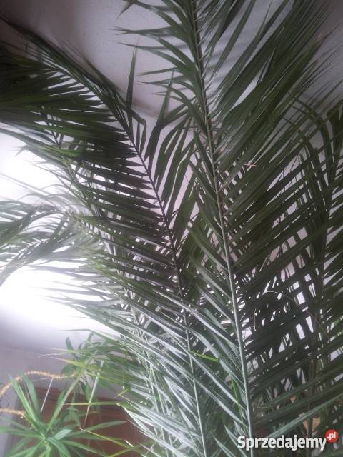 Sprzedam 40letnią palmę sprzedam