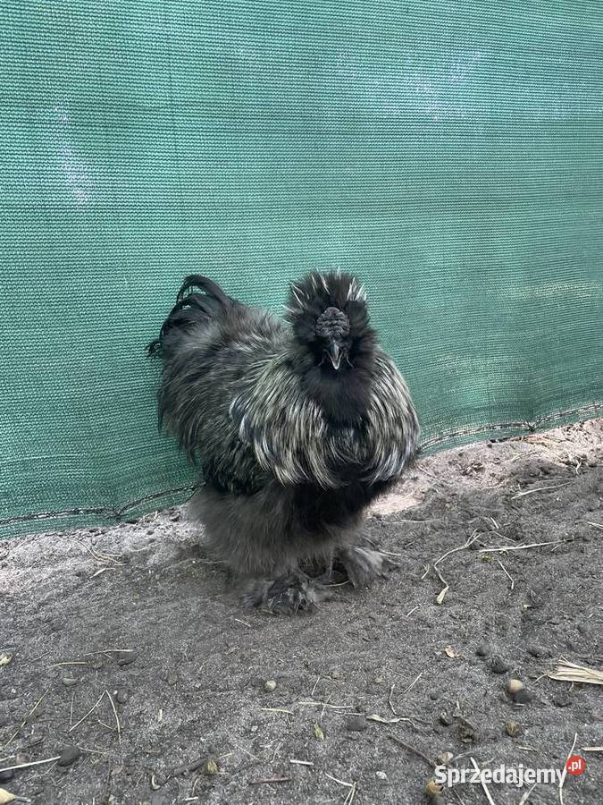 kura jedwabista koguciki silki różne umaszczenia mazowieckie