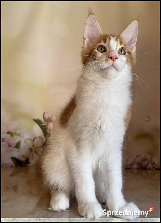 Kocurek Maine Coon Windor Już do odbioru
