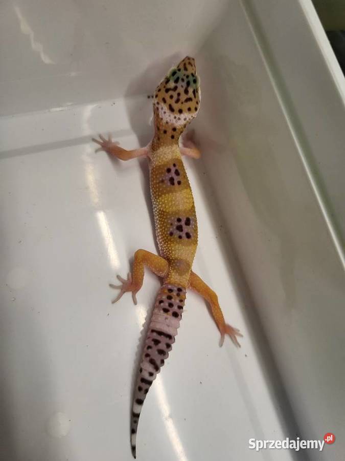 Gekon Lamparci różne Sklep Zoologiczny śląskie sprzedam
