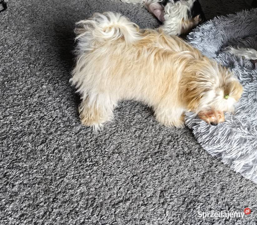 Maltipoo F1 biszkoptowy chłopczyk drobniutki mazowieckie Warszawa
