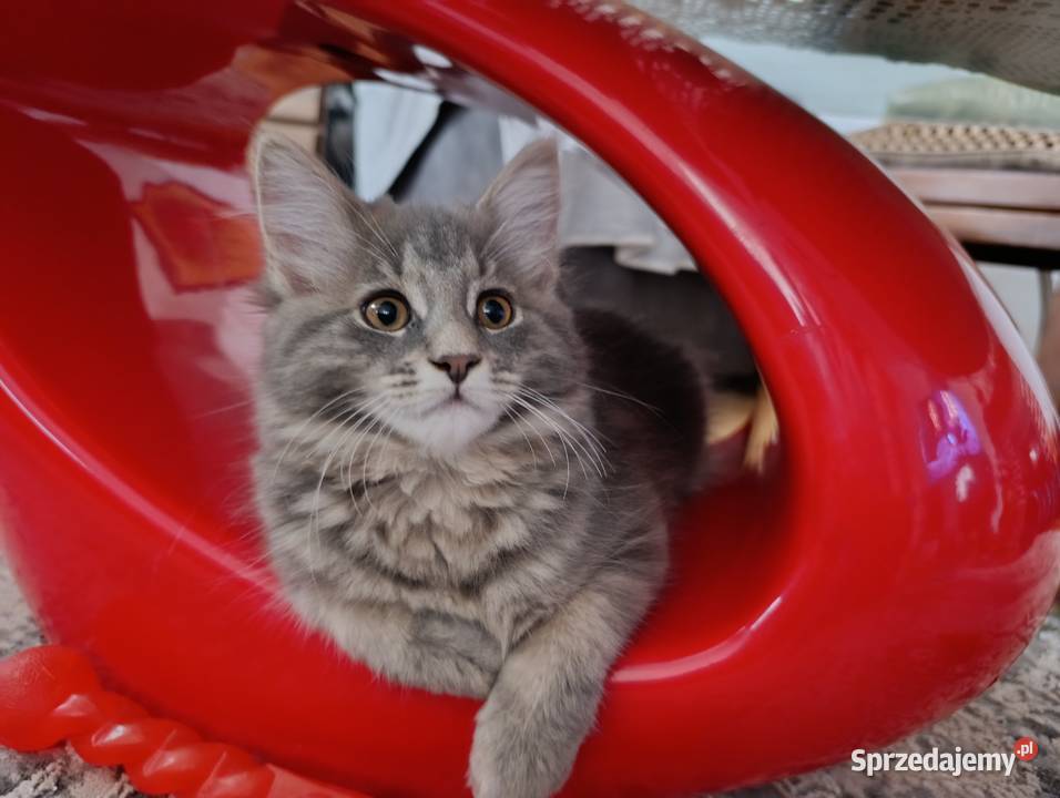 Urocza kotka Maine coon
