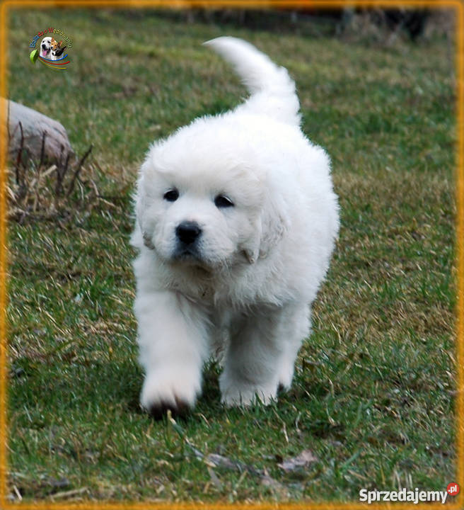 Owczarek podhalański szczenięta rodowód FCI warmińsko-mazurskie Bark