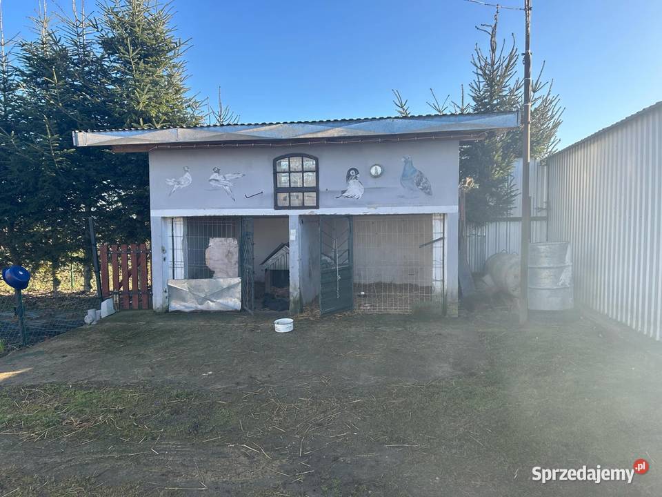 Działka 31 arów dom mieszkalny 120 m2 plus parterowy Sprzedaż Domy Miedniki