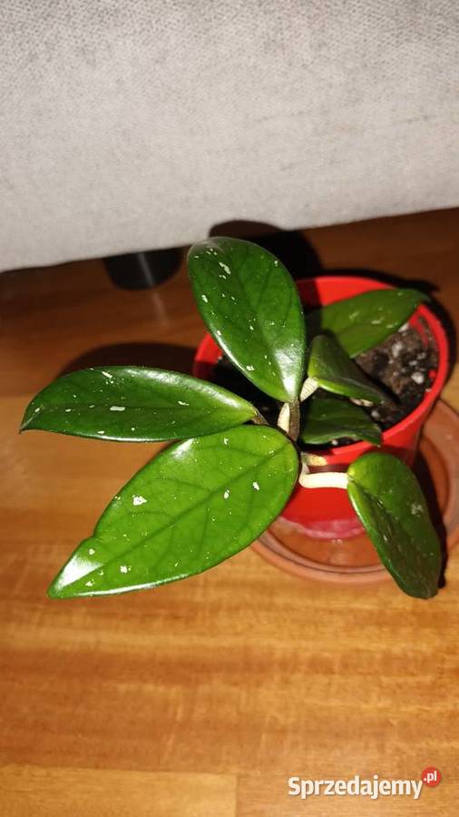 Hoya begonia aloes trzykrotkasetkrezja purpurowa Warszawa