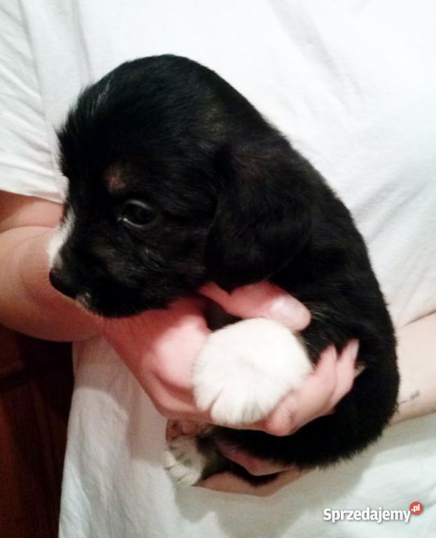 Szczeniaki beagle pół rasowe PODKARPACKIE podkarpackie Ruda Różaniecka