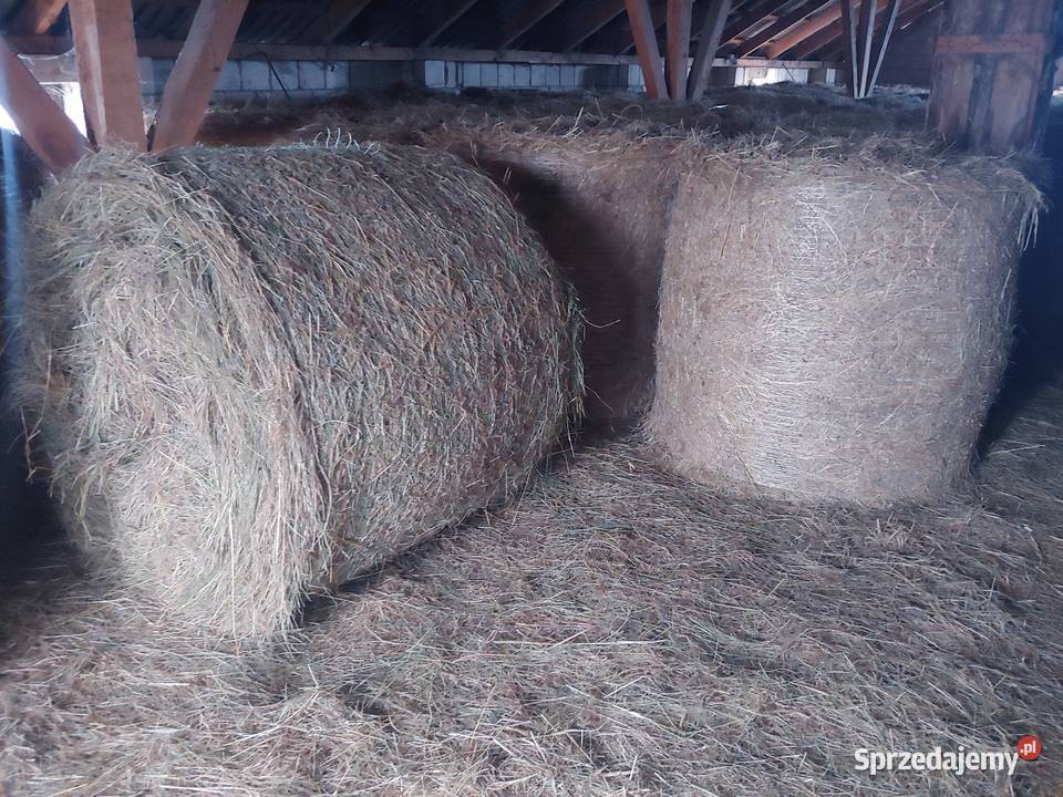 Siano bele 120 Radzyń Podlaski sprzedam