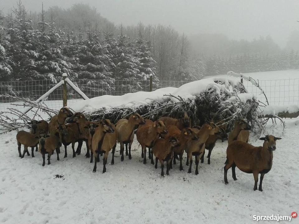 Owce kameruńskie Owce Gębiczyna