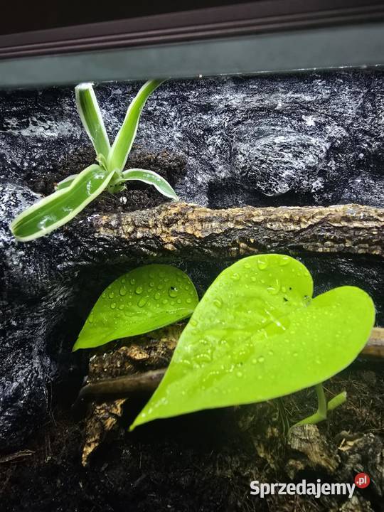 Terrarium tropikalne z wyposażeniem 30x20x20