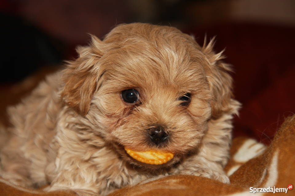 Maltipoo maltanczyk pudel toy piesek Lublin