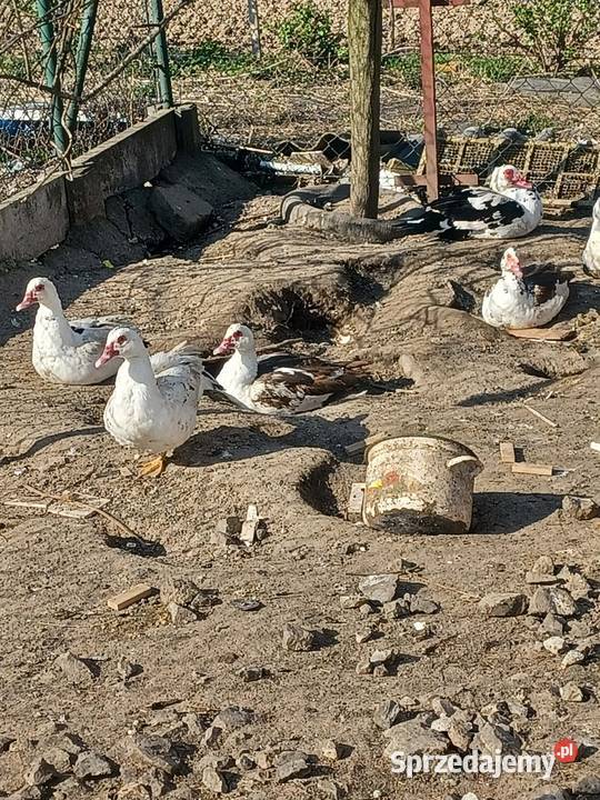 Kaczki francuskie Porąbka Uszewska