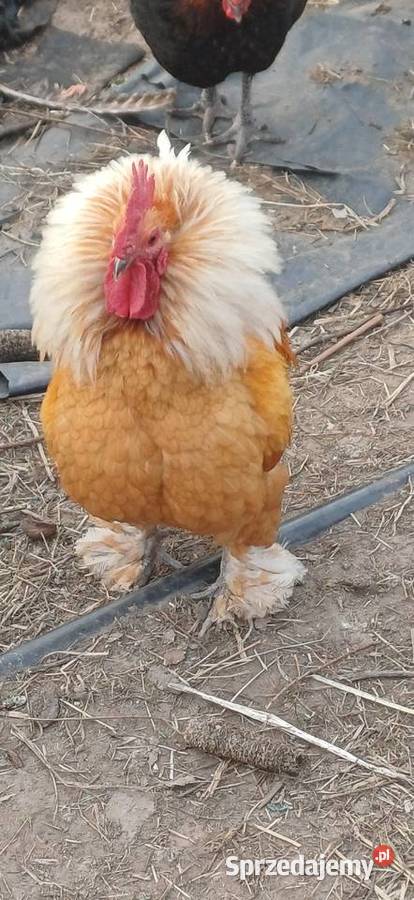 Koguty Miniaturki Ptaki mazowieckie Zaborówek