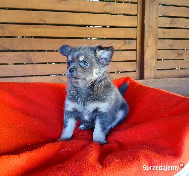 Suczka chihuahua liliowa mazowieckie Płock