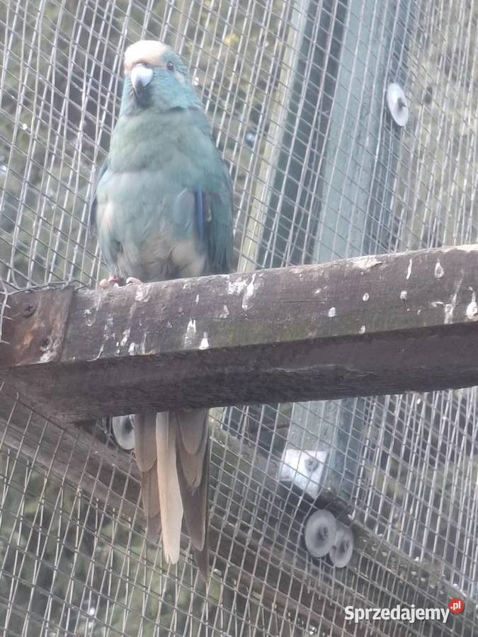 Papugi koziekozy Rydułtowy sprzedam