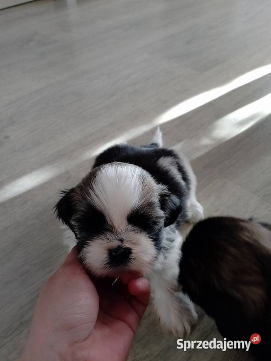 Shih tzu szczeniaki Żory