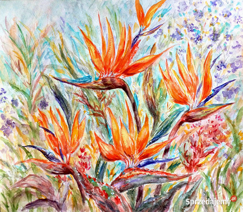 obraz kwiaty strelicja królewska ogród akwarela dolnośląskie Świerzawa