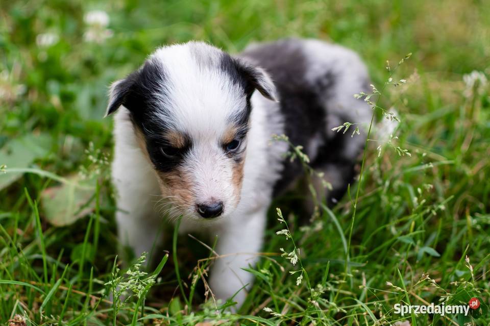 Owczarek szkocki collie z metryką Owczarek sprzedam