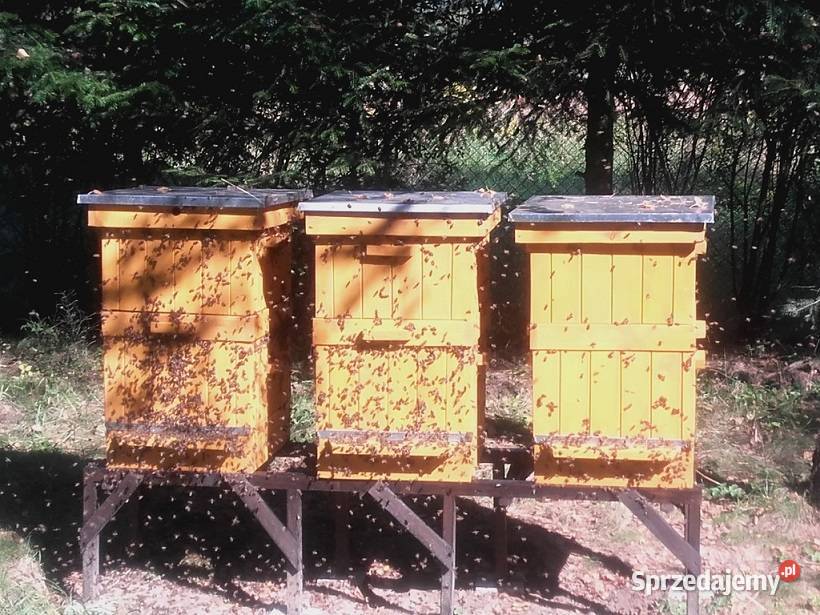 Ule wielkopolskie Chełm