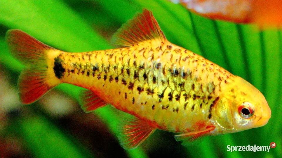 Brzanka brokatowa Brzanka Schuberta Brzanka pomorskie sprzedam