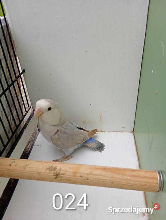 Nierozłączki Niewiesze