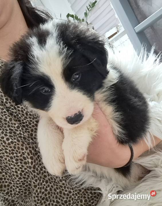 Szczeniaki border collie Myślenice