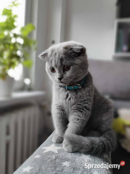 Kot brytyjski szkocki zwisłouchy śląskie Częstochowa