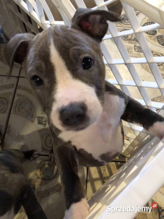 Amstaff szczeniaki małopolskie Sutków sprzedam