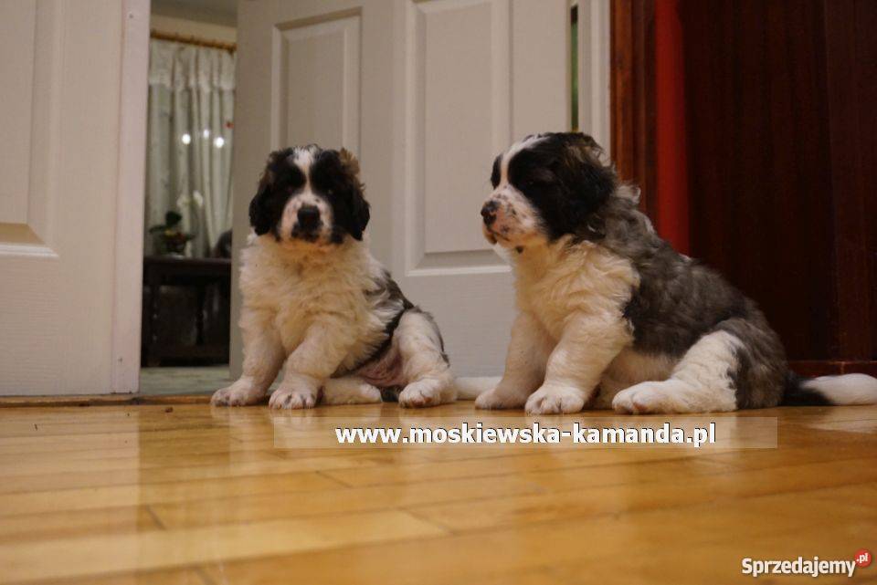 moskiewski pies strózujący szczeniaki Białystok