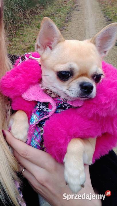 Chihuahua krótkowłosy FCI Mini Xs Kalisz sprzedam