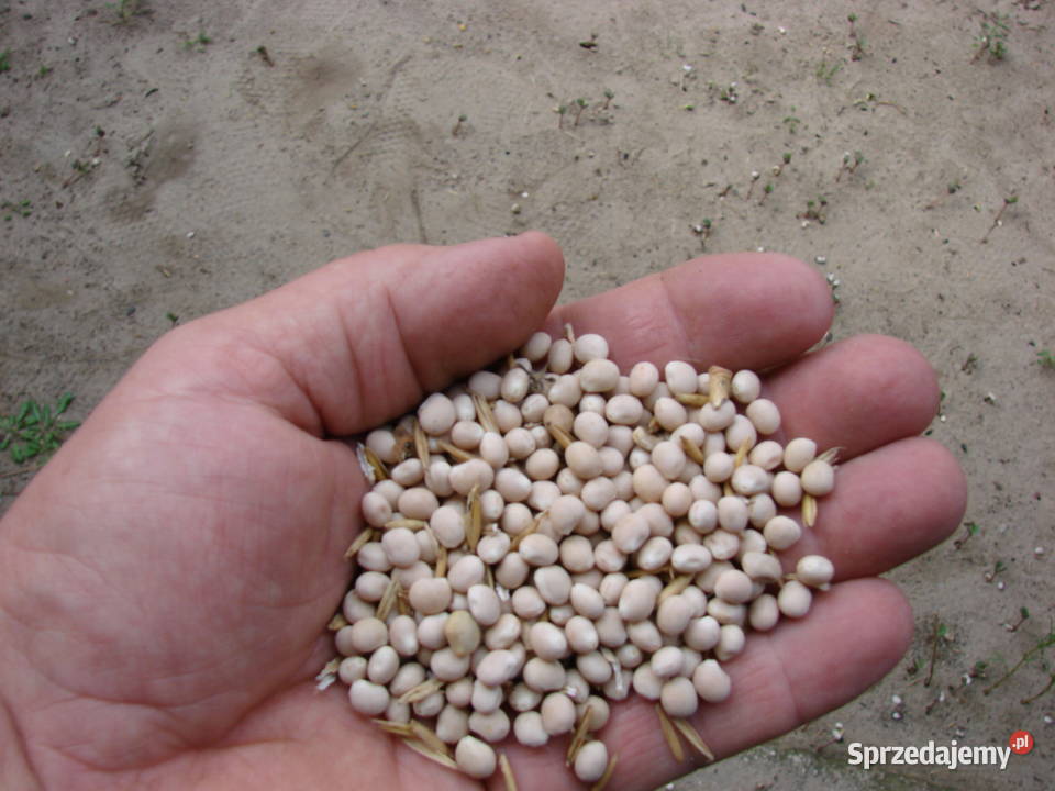 Łubin wąskolistny gorzki