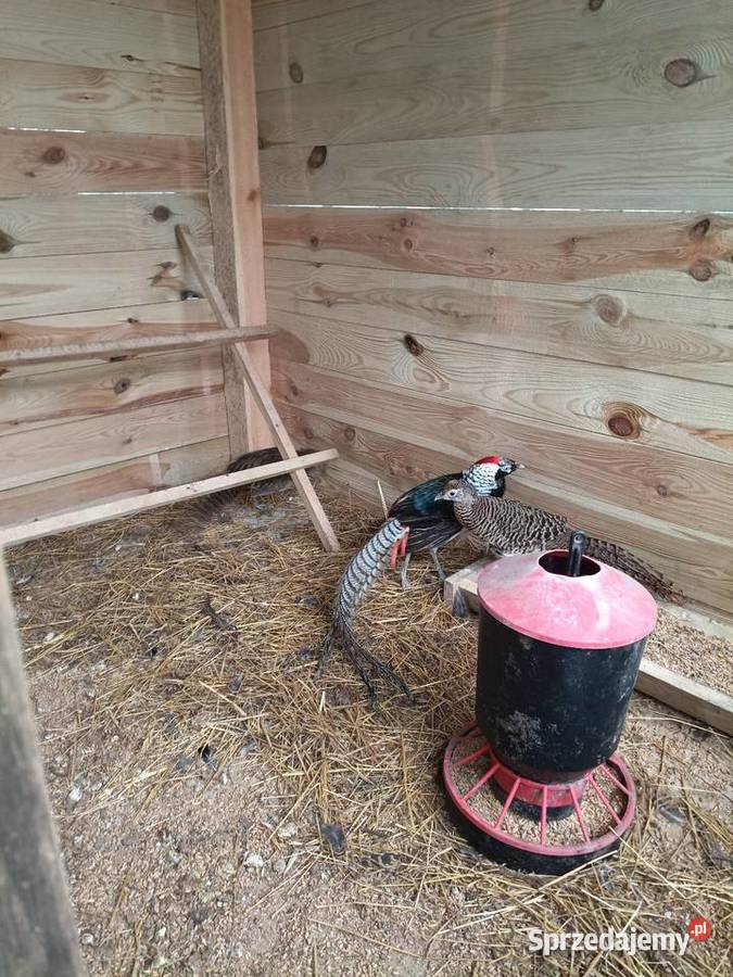 Bażant diamentowy samiec i dwie samice Ptaki wielkopolskie Lwówek