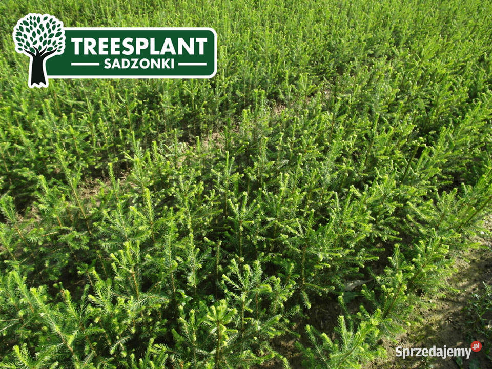 Sadzonki Świerk Pospolity Picea Abies 21 3050 lubelskie Lublin