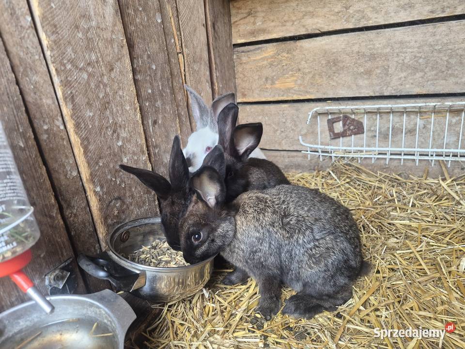Sprzedam Króliki 3 samiczki 2 samce Wiskitki