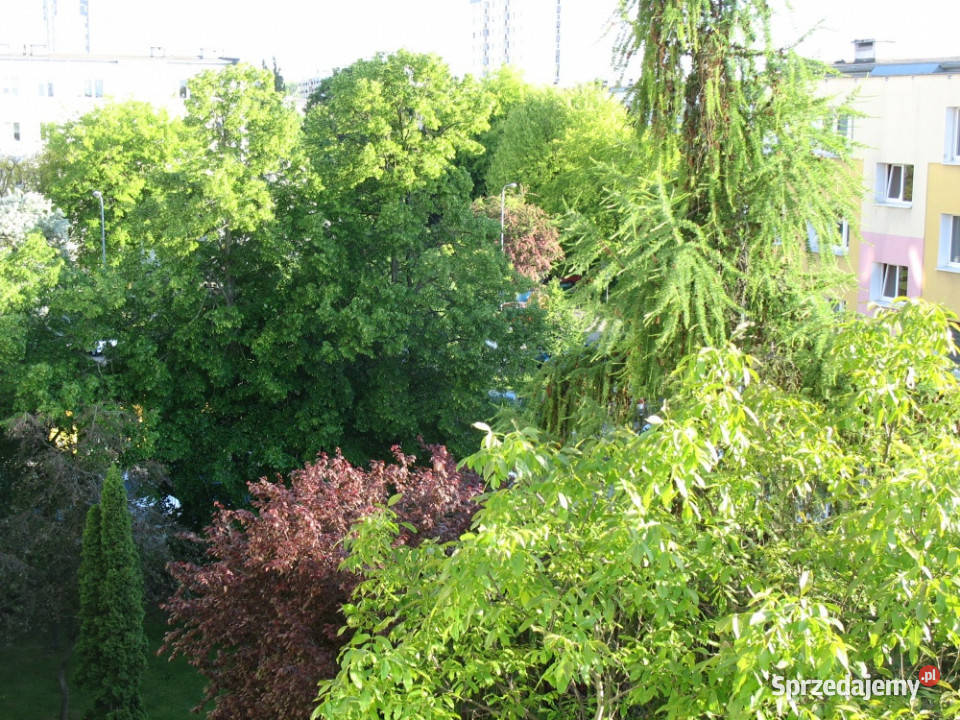 Poznań Rataje Sprzedam mieszkanie 472 m2 3 9531zł/m2 Sprzedaż