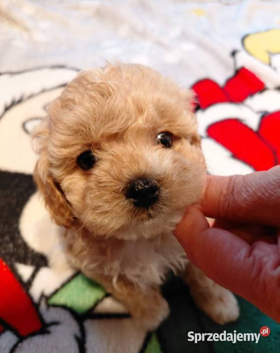 Maltipoo piesek biszkoptowy Wyszków