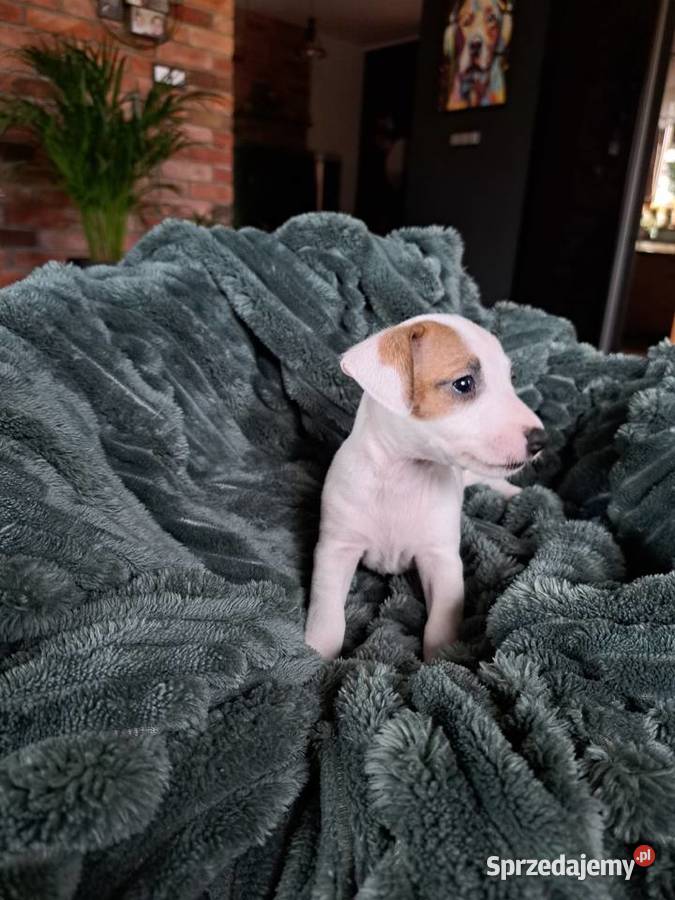 Jack Russell Terrier Kościerzyna sprzedam