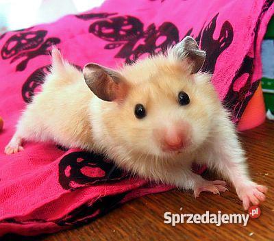 CHOMIKI PANDA BANAN ROBOROWSKI SYRYJSKI