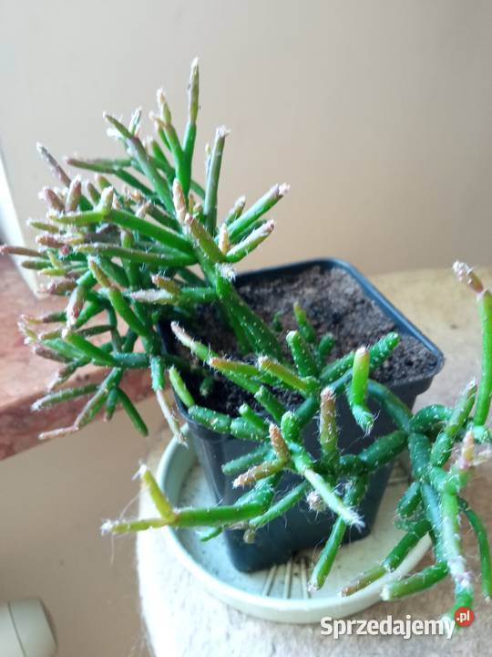 Cylindropuntia subulata sukulent ten i inne Białystok sprzedam