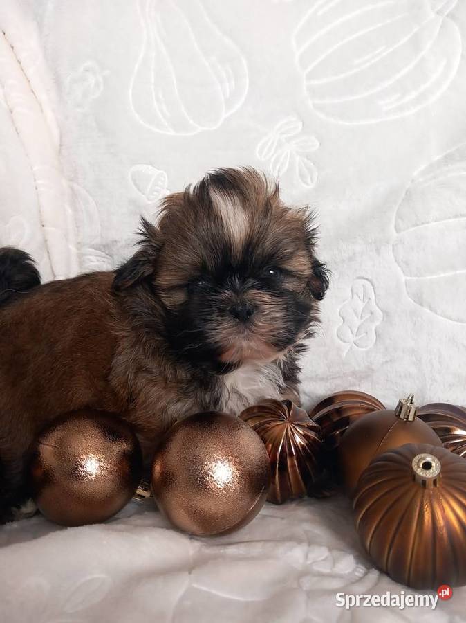 ShihTzu chłopiec odbiór w grudniu Strzelce Opolskie