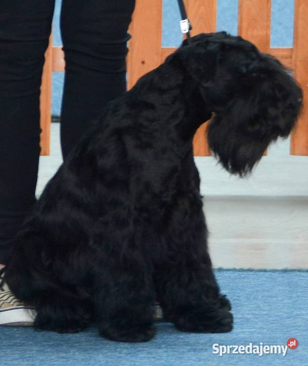 SZNAUCERY MINIATUROWE czarne urocze szczeniaczki Sznaucer Kraków