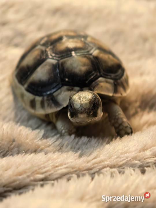 Żółw lądowy grecki Wrocław