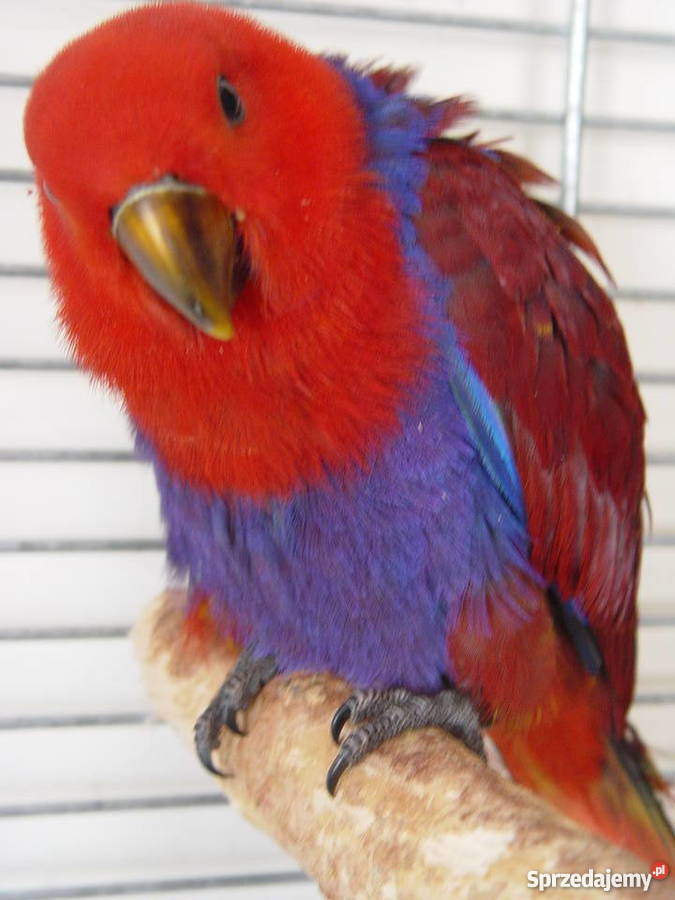 Lora Wielka małopolskie Niepołomice