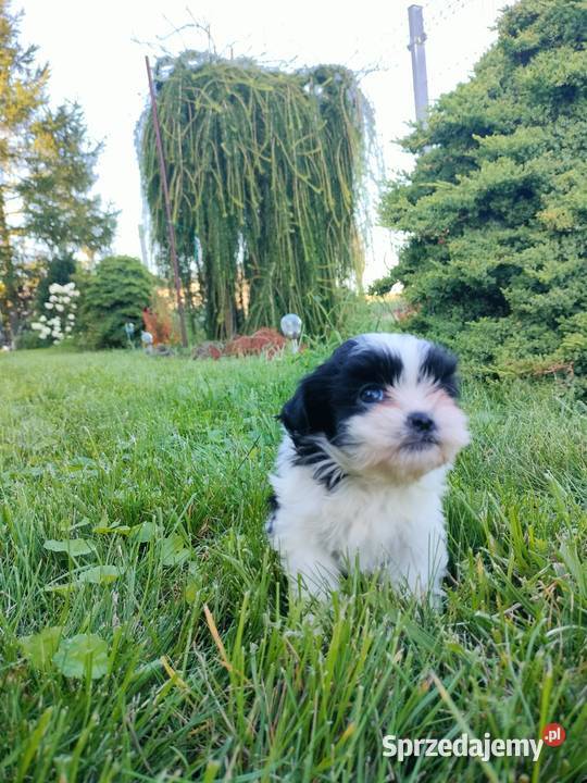 Suczka shih tzu do rezerwacji kujawsko-pomorskie Dobrzejewice