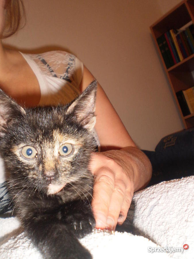 2 miesięczne kotki DOWIOZĘ Koty mazowieckie Myszyniec