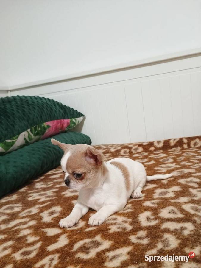 Chihuahua malutki przytulasek chip rodowód Kleszczów