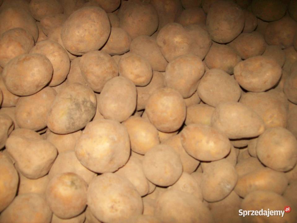 Ziemniaki drobne 3555 mariola belearoza Zawiercie