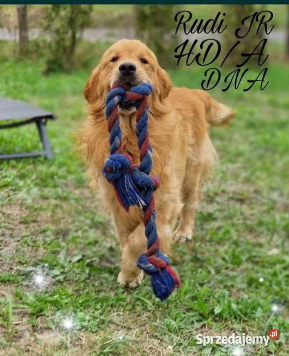 Zapowiedź miotu Golden Retriever ciemno złote Poręba