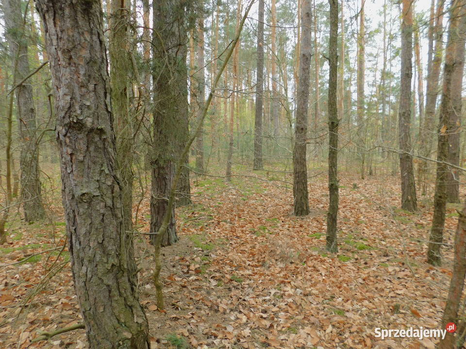 Syndyk sprzeda Radom Andersena leśna mazowieckie sprzedam
