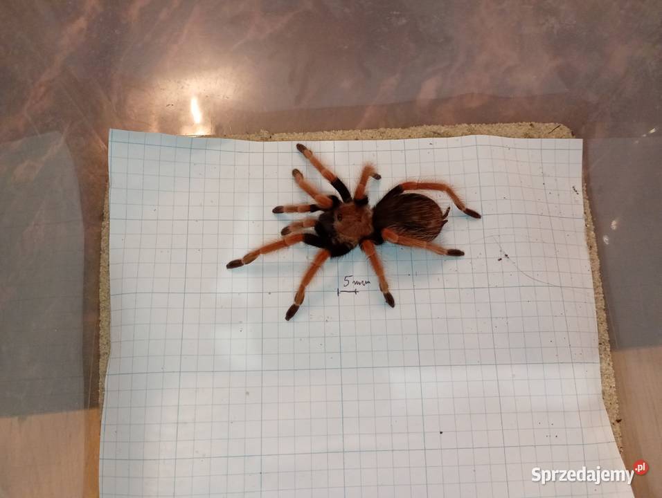 ptasznik Brachypelma Boehmei 4DC samiec