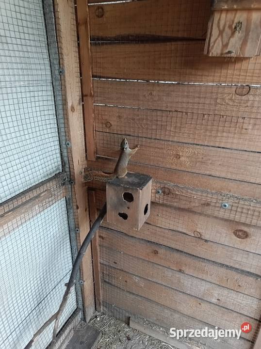 Sprzedam wiewiórki Konieczno